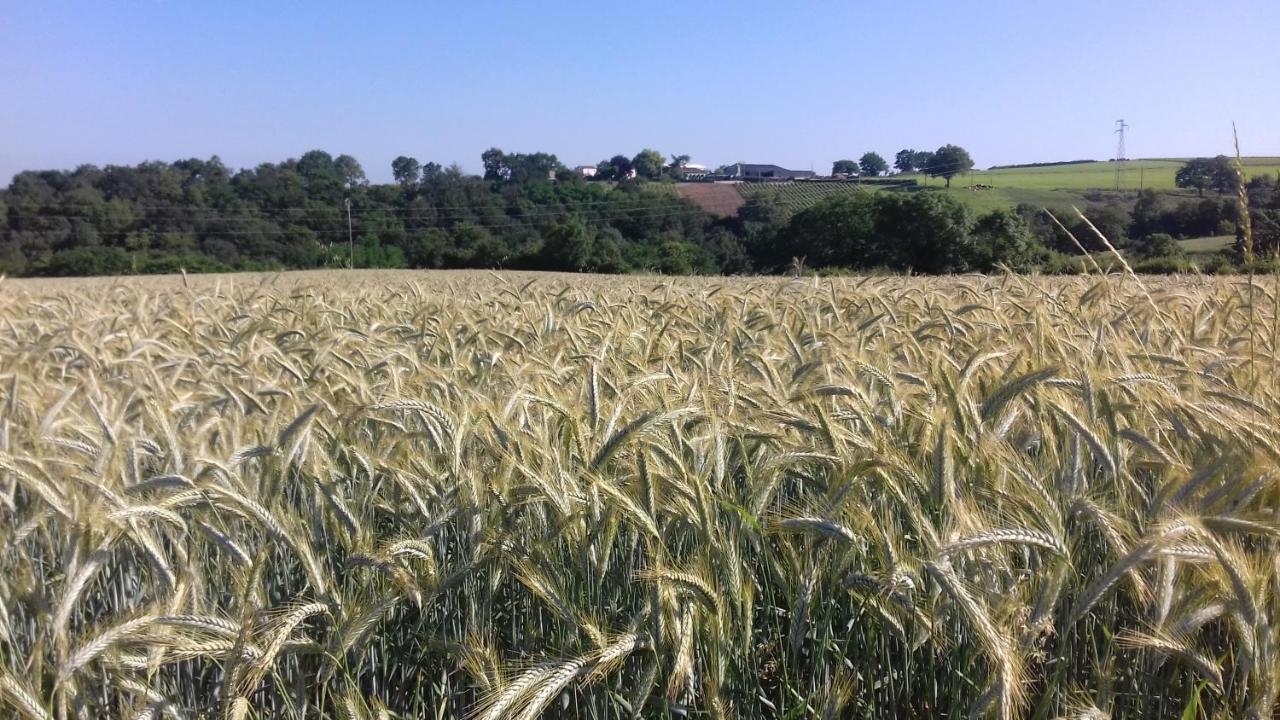 Chambres D'Hotes Vignes Et Loire Drain Dış mekan fotoğraf