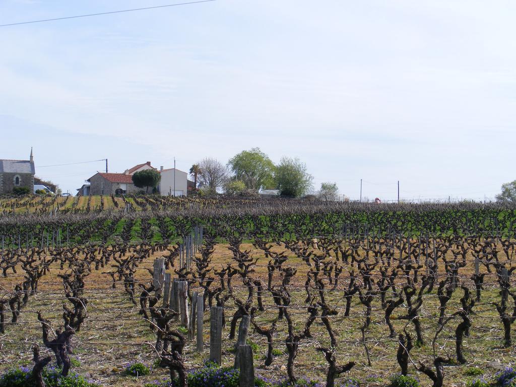 Chambres D'Hotes Vignes Et Loire Drain Dış mekan fotoğraf